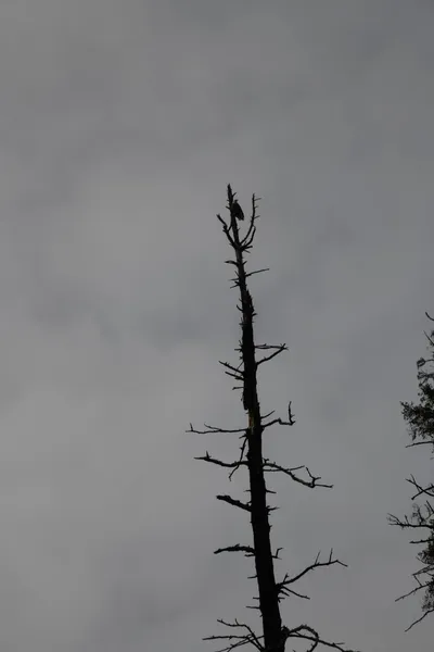 DSC_0173 (Large).JPG